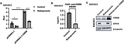 Rabeprazole suppressed gastric intestinal metaplasia through activation of GPX4-mediated ferroptosis